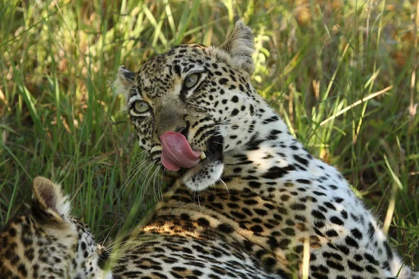 Africký Leopard Panthera Pardus Pardus Fenka Jazykem — Stock fotografie