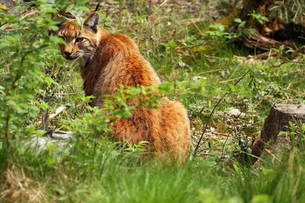 森林中的欧亚山猫 Lynx Lynx 从树莓丛中望去 — 图库照片