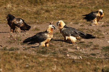 Sakallı akbaba (Gypaetus barbatus), yamaçtaki bir grup kuş türü olan sakallı akbaba ya da ossifraj olarak da bilinir..