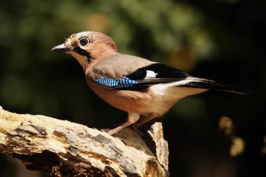 Dalın üzerinde oturan Avrasya alakarga (Garrulus glandarius)