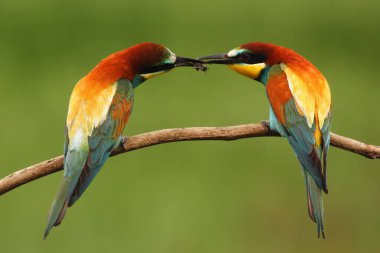 Avrupalı arı yiyici (Merops apiaster) erkek, üreme mevsiminde dişiye av verir