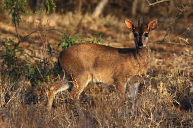 Kirk 's dik-dik (Madoqua kirkii) çalılıklarda