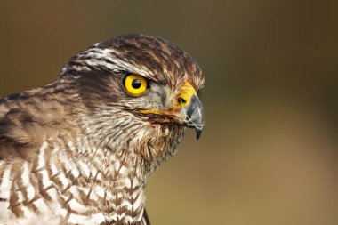 Kuzey Şahini (Accipiter gentilis) portresi