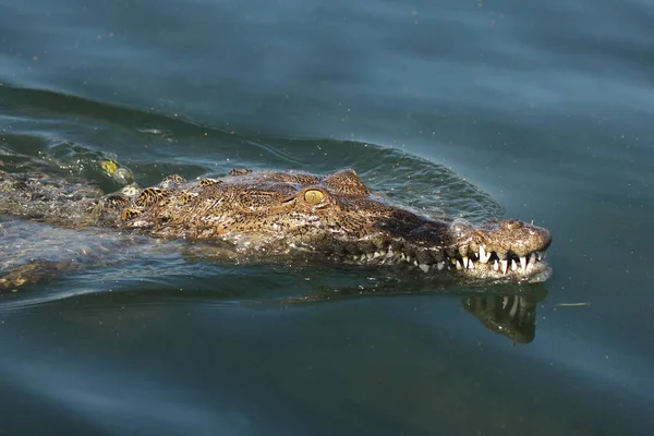 Den Amerikanska Krokodilen Crocodylus Acutus Simmar Vattnet Med Öppna Käftar — Stockfoto