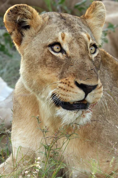 Leeuw Panthera Leo Portret Van Een Leeuwin — Stockfoto