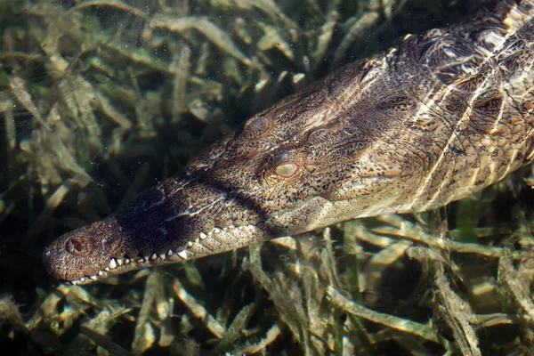 Американський Крокодил Crocodylus Acutus Морі — стокове фото