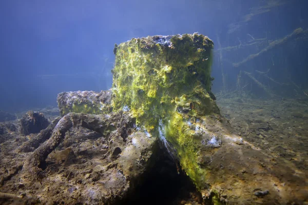 Stump Sous Marin Paysage Sous Marin Eau Douce — Photo