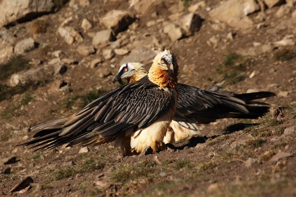 Бородатый Стервятник Gypaetus Barbatus Известный Lammergeier Ossifrage Пара Склоне Холма — стоковое фото