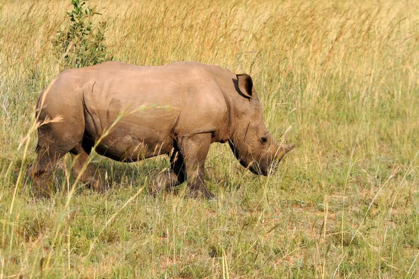 Das Breitmaulnashorn Ceratotherium Simum Junge Nashörner Die Die Savanne Gehen — Stockfoto