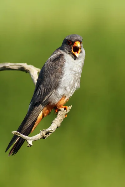 Falcão Pés Vermelhos Falco Vespertinus Antigo Falcão Pés Vermelhos Ocidentais — Fotografia de Stock