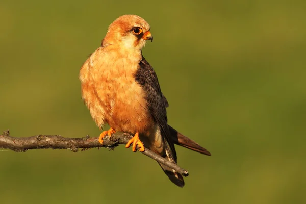 Red Footed Falcon Falco Vespertinus Formerly Western Red Footed Falcon — Stock Photo, Image