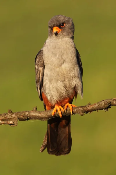 Красноногий Сокол Falco Vespertinus Ранее Западный Красноногий Сокол Сидящий Ветке — стоковое фото