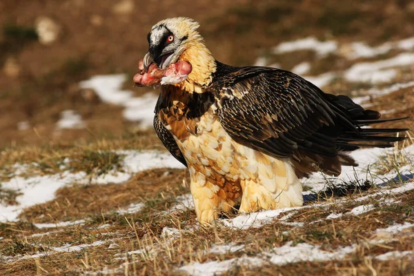 Sakallı akbaba (Gypaetus barbatus), yamacın yamacında gagasında büyük bir kemik bulunan lacivert ya da ossifrage olarak da bilinir.