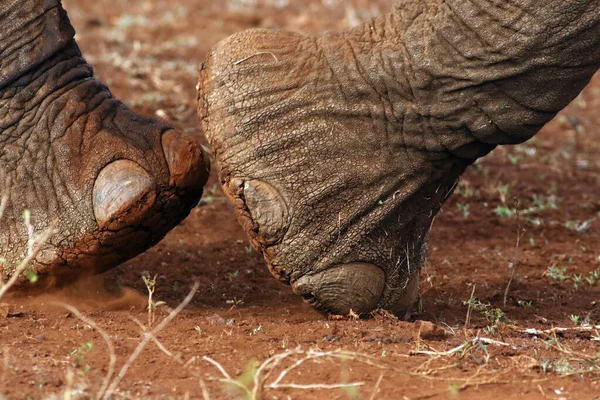 Elefante Arbusto Africano Loxodonta Africana Pie Elefante — Foto de Stock