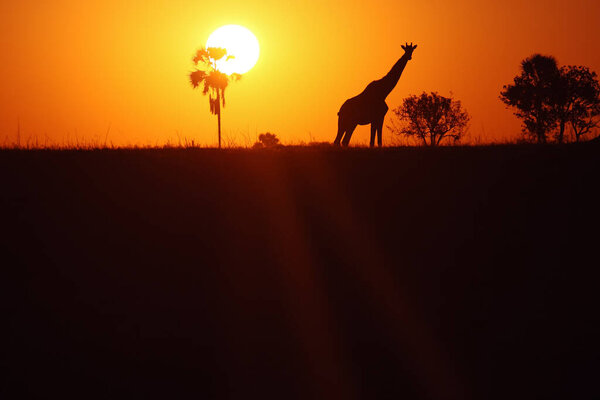 Giraffe (Giraffa giraffa) in the sunset with palm tree on the horizon