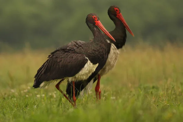 The black stork (Ciconia nigra) a pair of black storks in the grass.Two big black birds on the green meadow.