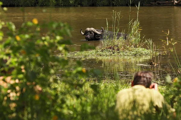 野生动物摄影师他们的作品在混乱的河流地形与水牛角 摄影师在非洲河流边拍照时的危险行为 — 图库照片