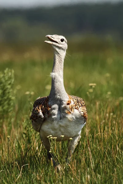 Great Bustard Otis Tarda Spring Grass — Stock Photo, Image