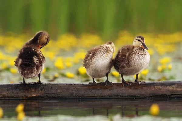 Mallard Wild Duck Anas Platyrhynchos Three Little Duck Trunk Water — Stock Photo, Image