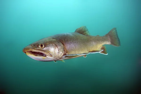 Arctic char or Arctic charr (Salvelinus alpinus) swimming underwater. Char photo shoot while diving in cold water. — Stock Image Arctic Char Arctic Charr Salvelinus Alpinus Swimming Underwater Char Photo Stock Photo