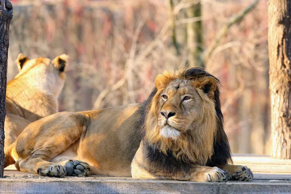 亚洲狮子 Panthera Leo Leo 生活在木制垫子上 一只稀有的印度狮子躺在笼子里 — 图库照片