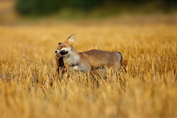 Рыжая Лиса Vulpes Vulpes Поймала Европейского Хомяка Cricetus Cricetus Скошенном — стоковое фото