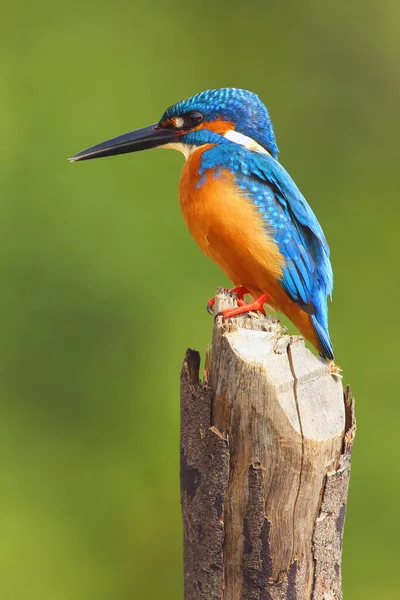 물총새 Alcedo Atthis 유라시아 물총새 Eurasian Kingfisher 그리고 기둥에 물총새 — 스톡 사진