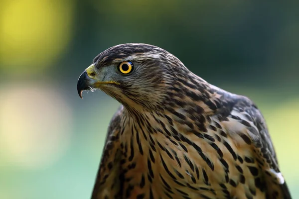 The northern goshawk (Accipiter gentilis), portrait of a young female hawk with colorful background. Portrait of a bird of prey with a yellow eye.