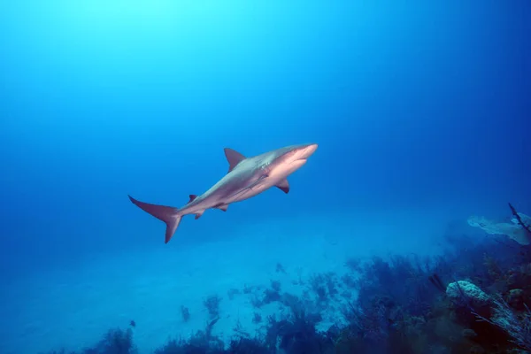 Karayip Resif Köpekbalığı Carcharhinus Perezii Resifin Üzerinde Yüzer Büyük Perezi — Stok fotoğraf