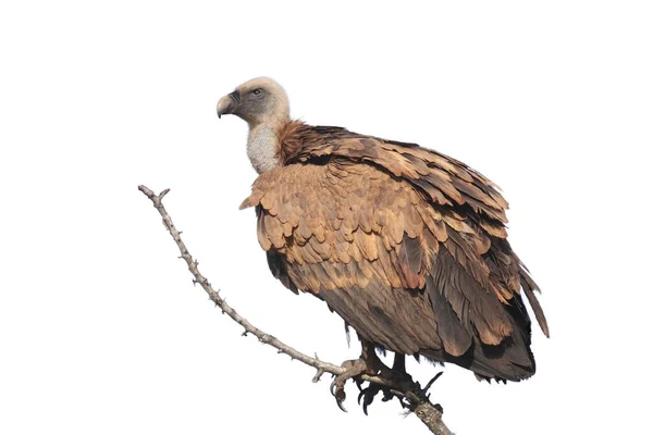 Buitre Leonado Gyps Fulvus Sentado Rama Con Fondo Blanco — Foto de Stock