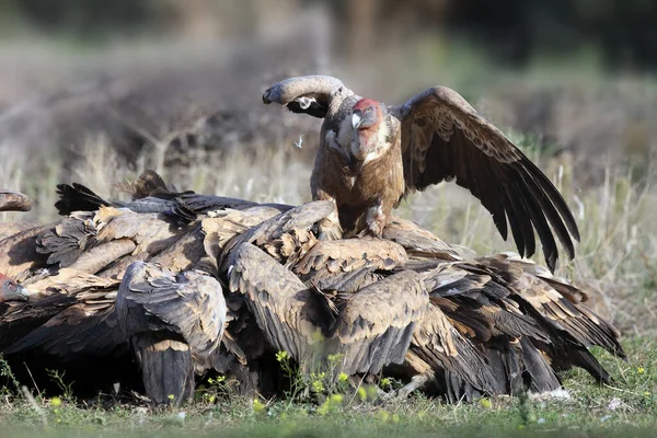 Griffongam Gyps Fulvus Stor Flock Gamar Som Slåss Mat Slaktkropparna — Stockfoto