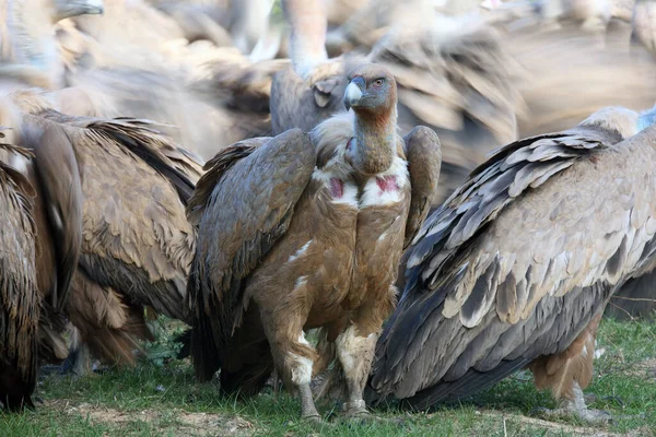 Griffongam Gyps Fulvus Gam Med Bakgrund Som Består Kämpande Flock — Stockfoto