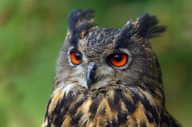 Yeşil ve kahverengi arkaplanı olan Avrasya kartal baykuşunun (Bubo bubo) portresi. Turuncu gözlü ve kulaklı büyük bir Avrupa baykuşunun portresi..