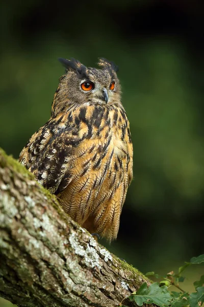 Retrato Del Búho Águila Eurasiático Bubo Bubo Con Fondo Verde —  Fotos de Stock