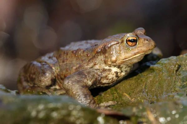 Common Toad European Toad Simply Toad Bufo Bufo Sitting Mountain — Stock Photo, Image