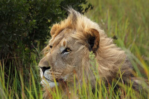 Het Leeuwenportret Panthera Leo Van Grote Man Het Gras Grote — Stockfoto