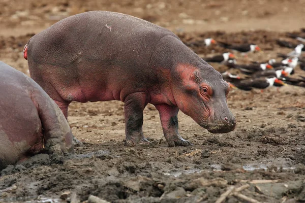 Common Hippopotamus Hippopotamus Amphibius Hippo Young Hippo River Bank Молодой — стоковое фото