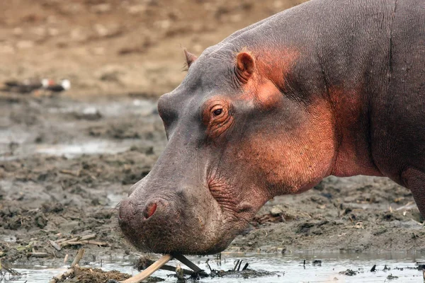 Vanlig Flodhäst Hippopotamus Amfibie Eller Flodhäst Porträtt — Stockfoto
