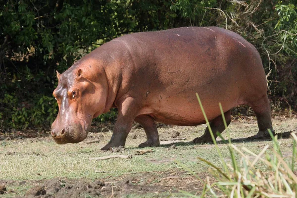 Közönséges Víziló Hippopotamus Amphibius Vagy Víziló Folyóparton — Stock Fotó