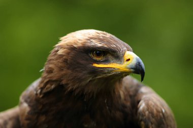 Bozkır kartalı (Aquila nipalensis) portresi. Yeşil arka planı olan büyük bir kartalın portresi..