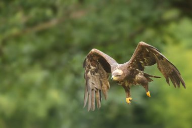 Yeşil ağaçların önünde uçan bozkır kartalı (Aquila nipalensis). Büyük bozkır kartalı yeşil arka planda uçar..
