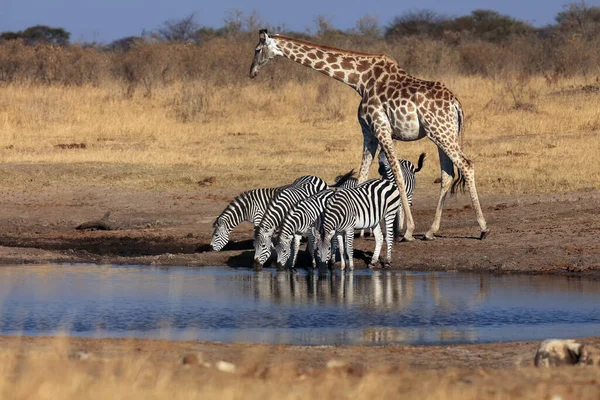 Równina Zebra Equus Quagga Przylądek Żyrafa Żyrafa Żyrafa Przy Wodopoju — Zdjęcie stockowe