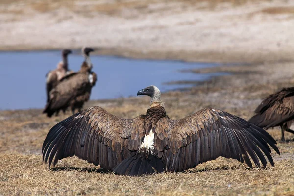 Buitre Respaldo Blanco Gyps Africanus Plumas Secado Típicas Gran Buitre — Foto de Stock