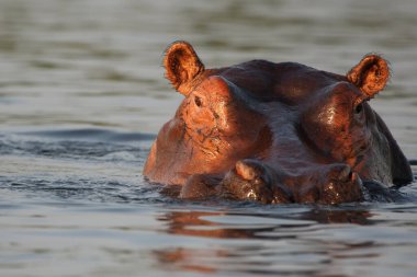 Suaygırı (Hippopotamus amfibi) ya da su aygırı, suda bir su aygırının portresi..
