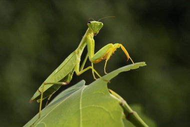 Sphondromantis ailesinden (muhtemelen Spondromantis viridis) peygamber devesi yeşil yaprakta pusuda bekliyor. Evcil hayvan olarak Sphodromantis viridis. Yaygın isimler arasında Afrika peygamber devesi, dev Afrika peygamber devesi ya da çalı peygamber devesi bulunmaktadır..