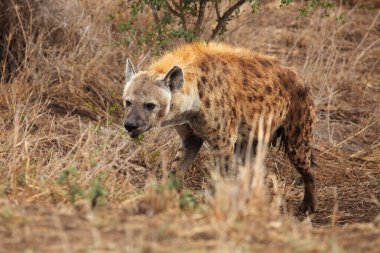 The spotted hyena (Crocuta crocuta), also known as the laughing hyena standing in dense grass clipart