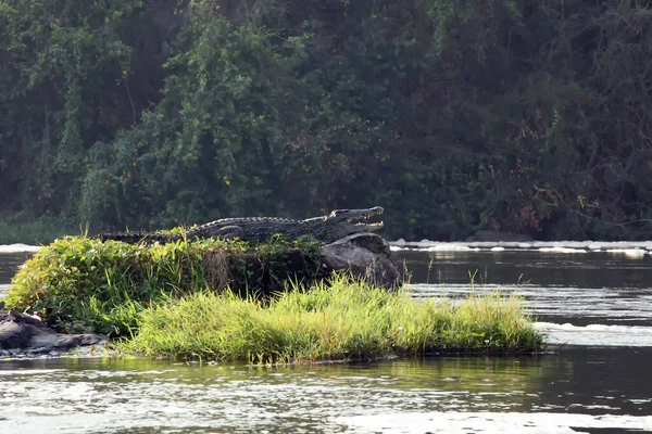Nijlkrokodil Crocodylus Niloticus Grote Krokodil Een Klein Eiland Rivier Koning — Stockfoto