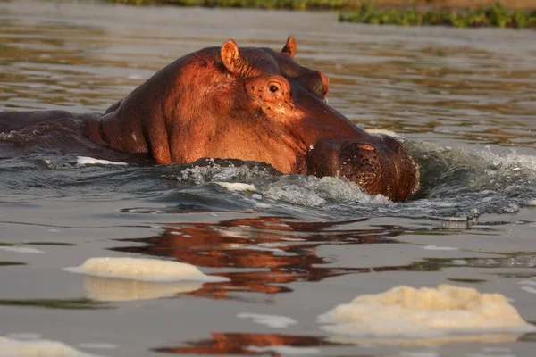 Suaygırı Hippopotamus Amfibi Aygırı Suda Bir Aygırının Portresi — Stok fotoğraf