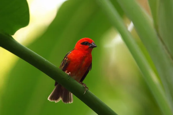 赤い葉っぱ Foudia Madagascariensis またはマダガスカルの食品 赤い基本的な食品または緑の茎に座っている一般的な食品 緑の中に座っている赤い鳥 — ストック写真