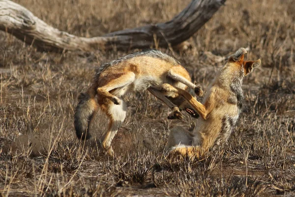 Černý Šakal Canis Mesomelas Dva Jedinci Boji Jídlo Území Boj — Stock fotografie